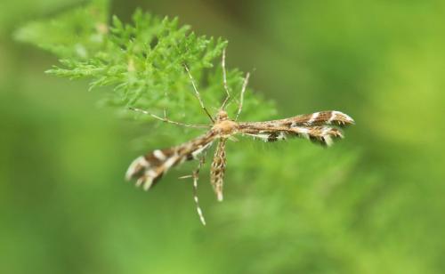 Pterophorinae